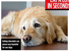  ??  ?? Eating chocolate can prove very harmful for our dogs