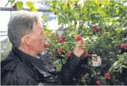  ??  ?? Alasdair Hood in one of the greenhouse­s.