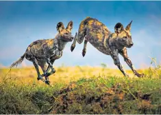  ??  ?? Mother v daughter: the painted wolves clash over territory