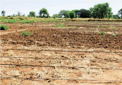  ?? DOMINGOS MUCUTA|HUÍLA| EDIÇÕES NOVEMBRO ?? No espaço que está a ser preparado para o cultivo de diversos produtos vão ser colhidas várias toneladas no âmbito do programa de combate à fome