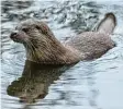  ?? Foto: Patrick Pleul, dpa ?? Viele Menschen mögen die quirligen Fischotter, doch längst nicht alle freuen sich, dass die Zahl der Tiere zunimmt.