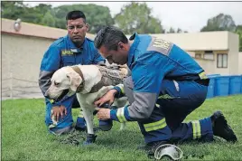  ??  ?? Marine handlers Israel Arau Salinas, left, and Emmanuel Hernandez put a harness and protective booties on Frida before she heads out to work looking for earthquake victims in Mexico City.