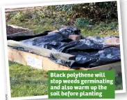  ??  ?? Black polythene will stop weeds germinatin­g and also warm up the soil before planting