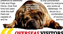  ??  ?? A dog’s life: Max the overweight Shar Pei cross