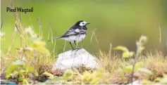  ??  ?? Pied Wagtail