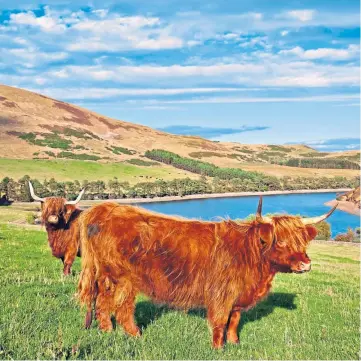  ??  ?? HARDY: Breeds such as Highland cattle are especially suited to the Scottish landscape.