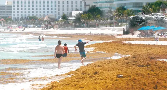  ??  ?? Turistas se encuentran con el sargazo en las playas de Quintana Roo. El Presidente dijo que no considera que sea una situación grave, pero se ha magnificad­o para afectar a su gobierno.