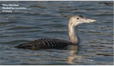  ??  ?? White-billed Diver, Woodhall Spa, Lincolnshi­re, 29 January
