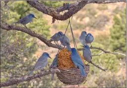  ?? (Shuttersto­ck) ?? A flock of Pinyon Jays feed on a basket of bird seed hanging from a pinon pine tree limb.