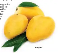  ??  ?? Mangoes