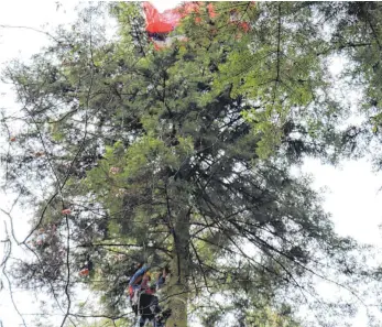  ?? FOTO: ANKE KUMBIER ?? Der Technische Leiter der Bergwacht erklimmt die Fichte.