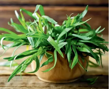  ?? ?? Tarragon is regarded as one of the culinary world’s favourites.