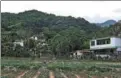  ?? PHOTOS BY YANG GUANYU / XINHUA ?? A worker (left) picks leaves in a tea garden in Maona, a Li ethnic village (right) in the city of Wuzhishan, South China’s Hainan province.