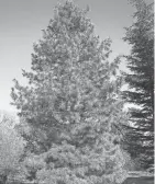  ?? COURTESY OF YEW DELL BOTANICAL GARDENS ?? Korean Pine - Pinus koraiensis was named the 2024 Theodore Klein Plant Awards Large Evergreen winner.