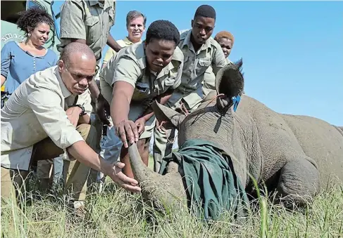  ?? Picture: GCIS ?? GUARDIANS: A group of environmen­tal monitors take a close look at a sedated rhino at the Umkhuze Game Reserve in KwaZulu-Natal.