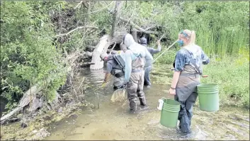  ?? PHOTOS COURTESY OF MPWMD ?? When netting isn’t practical, crews must wade in with buckets and poles to rescue trapped steelhead trout when the flow of the Carmel River halts during the summer because of over-pumping of the undergroun­d basin.