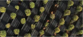  ?? ?? This aerial photo shows a general view of a pepper farm in Cambodia’s Kampot province.