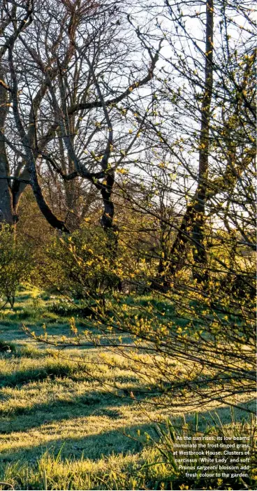  ??  ?? As the sun rises, its low beams illuminate the frost-tinged grass at Westbrook House. Clusters of narcissus ‘White Lady’ and soft Prunus sargentii blossom add fresh colour to the garden.