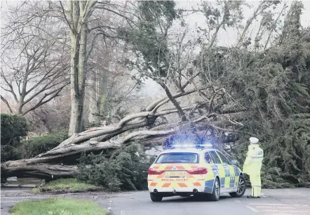  ?? ?? A fallen tree on the A24. Picture by Eddie Mitchell