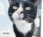  ??  ?? Socks