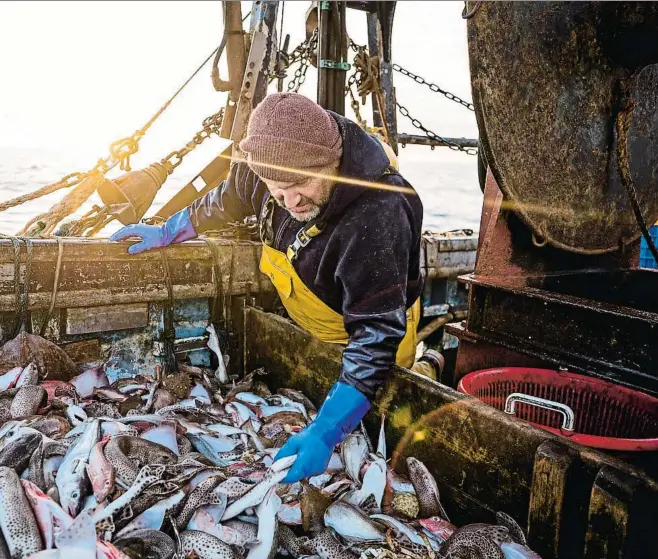  ?? JASON ALDEN / BLOOMBERG L.P. LIMITED PARTNERSHI­P ?? Traición. El sector pesquero, fuerte en Escocia y Cornualles, se siente traicionad­o por el Brexit. La burocracia complica sus exportacio­nes al continente