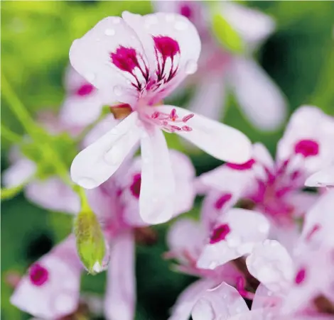  ?? Photos: Aimee Kozun ?? Citronella geranium is one of the most popular and effective mosquito-repellent plants.