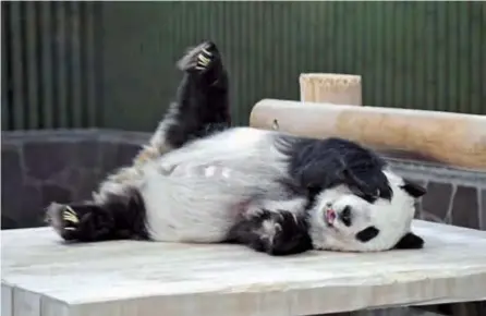  ?? ?? Giant panda Tan Tan is seen at Oji Zoo in Japan in this file photo. The zoo said on Wednesday it will delay the return of the female panda to China by another year for medical treatment. She is the oldest panda in Japan at 28, which puts her in her 80s in human years. — CFP