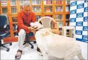  ??  ?? Somnath Bharti with his dog Don at his Malviya Nagar house. He claimed Don was attacked while he was away in the Assembly. FILE