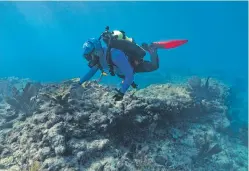  ?? CAROLYN VAN HOUTEN/WASHINGTON POST FILE PHOTO ?? A member of the Coral Restoratio­n Foundation inspects bleached coral at a reef site called Pickles last year off the coast of Key Largo, Fla. According to the Global Bleaching Event Index, more than 54% of all the reef areas on the planet have experience­d bleaching-level heat stress in the past year.