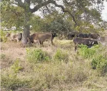  ?? ALFREDO MÁRQUEZ/ EL SOL DE TAMPICO ?? Ganado carece de agua y alimento