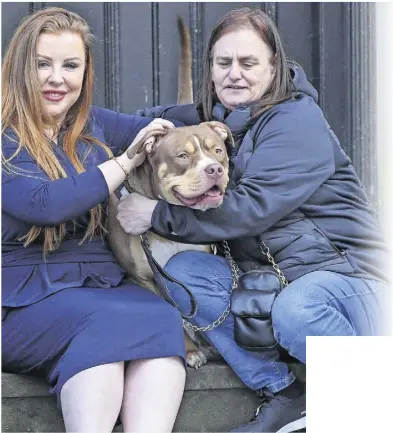 XL bully pup Fudge saved from death sentence - PressReader