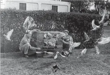  ?? Courtesy Fort Sam Houston Museum ?? During World War II, soldiers release Fort Sam Houston pigeons for a short training flight. The post bred and trained the Army’s fastest flyers — birds that won long-distance races of up to 600 miles.