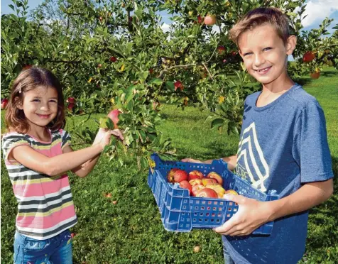  ?? Foto: Szilvia Iszo ?? Sarah und Florian Kugler pflücken die Äpfel im heimischen Garten. Viele Gärtner müssen dieses Jahr bei der Ernte aber erhebliche Einbußen hinnehmen, weil es im April sehr kalt war.