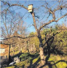  ?? FOTO: SIMON WINDISCH ?? Ein Fledermaus­kasten im Obstbaum montiert.