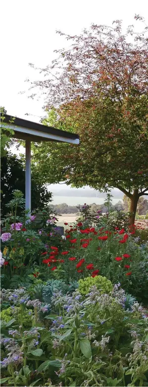  ??  ?? ABOVE Apricot-coloured crepuscule roses, red poppies and pink-toned valerian line the gravel path leading to the eastern lawn where cedar ash trees provide welcome shade. RIGHT Relaxed beds filled with roses, blue-flowering borage, red poppies, blue-green euphorbia and more bring colour and a cottagey feel to the garden. The naturalist­ic pathway wends beneath a crabapple and a box elder maple on its way to the south-west lawn.