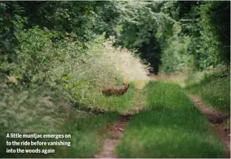  ?? ?? A little muntjac emerges on to the ride before vanishing into the woods again