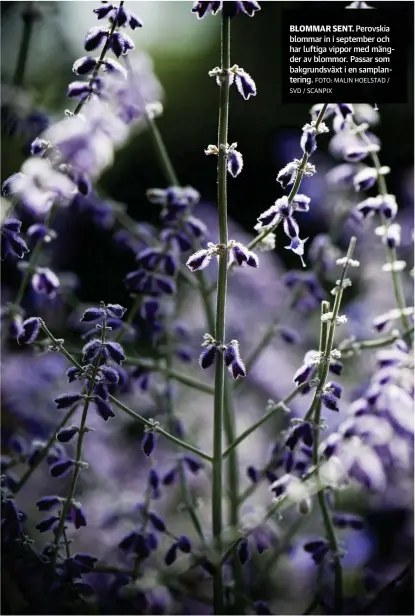  ?? FOTO: MALIN HOELSTAD / SVD / SCANPIX ?? BLOMMAR SENT. Perovskia blommar in i september och har luftiga vippor med mängder av blommor. Passar som bakgrundsv­äxt i en samplanter­ing.