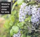  ??  ?? Wisteria doesn’t shine for long