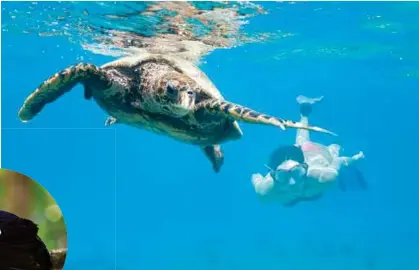  ??  ?? RIGHT: Diving with a hawksbill turtle