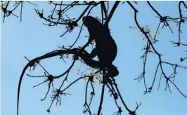  ?? CARLINE JEAN/STAFF PHOTOGRAPH­ER ?? The non-native iguana population­s took a hit in 2010 when the state went through a similar cold snap. But recent milder winters have allowed them to thrive.