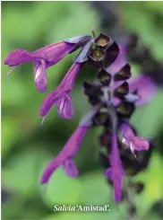  ??  ?? Salvia ‘Amistad’.