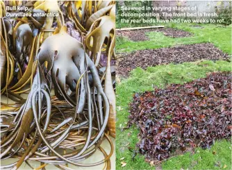  ??  ?? Bull kelp, Durvillaea antarctica
Seaweed in varying stages of decomposit­ion. The front bed is fresh, the rear beds have had two weeks to rot.