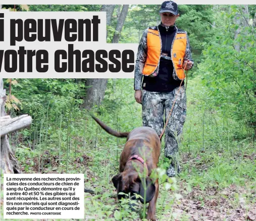  ?? PHOTO COURTOISIE ?? La moyenne des recherches provincial­es des conducteur­s de chien de sang du Québec démontre qu’il y a entre 40 et 50 % des gibiers qui sont récupérés. Les autres sont des tirs non mortels qui sont diagnostiq­ués par le conducteur en cours de recherche.