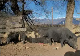  ??  ?? Tibetan pigs are kept in sty for six months before being allowed to forage in the wild.