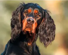  ??  ?? The rise in popularity of setters as gun dogs in the 18th century saw other breeds such as the English setter (top) and the Gordon setter (above) becoming establishe­d.