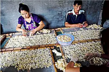  ??  ?? (below) Workers sorting out dried shark fins at a factory in Puqi.