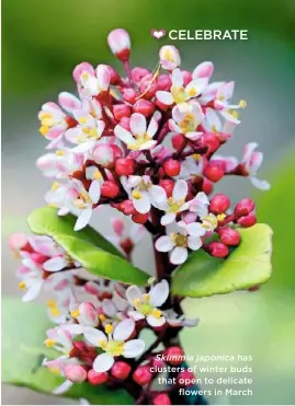  ??  ?? Skimmia japonica has clusters of winter buds that open to delicate flowers in March