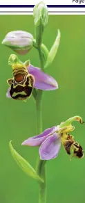  ?? ?? Under threat: Bee orchid