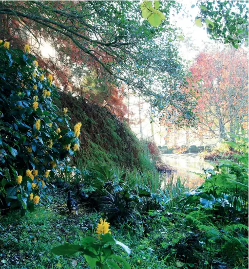  ??  ?? ABOVE Fred walking around the pond where gunnera and Louisiana irises grow at the water’s edge; a red alder shades the yellow jacobinia flowers, standard and weeping bald cypress are in the background and a red Chinese tupelo tree is on the right. RIGHT Peter built this bridge as an entrance to a grove of dawn redwood at right; the green foliage at left is a Canton water pine; in the background are a smooth-leaf elm and scarlet oak; on the right-hand bank are various Japanese maples and the pink-flowering Viburnum plicatum ‘Roseum’.