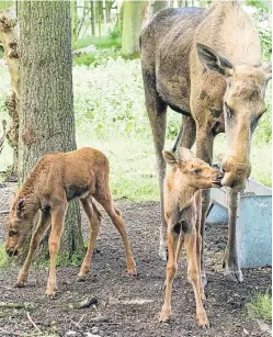  ?? Picture: SWNS. ?? Toffee the elk and her third set of twins.